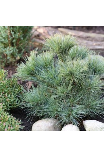 Pinus strobus ’Bergman’s Mini’ полив